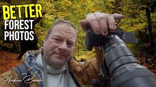 5 Woodland Photography Tips - Quick tips to improve your forest photos