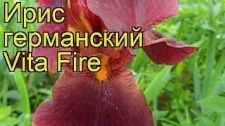 Ирис германский Вита Файр. Краткий обзор, описание характеристик iris germanica Vita Fire