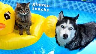 Cats Kicked My Dog Out Of the Pool! Cats Swim In the Pool With Huskies