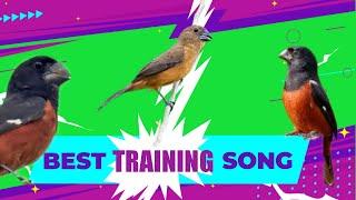2024 BEST TRAINING SONG FOR TOWA TOWA | CURIO | BULLFINCH | PICOLET | CHESTNUT BELLIED SEED FINCH