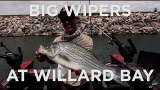 Fast Fishing for Big Wipers at Willard Bay