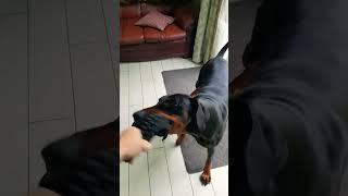 Who Needs A Gym When You Have A Doberman?? #doberman #dog #trending