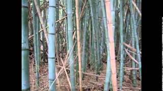 Bamboo Invasion on Water Street in Yorktown Virginia