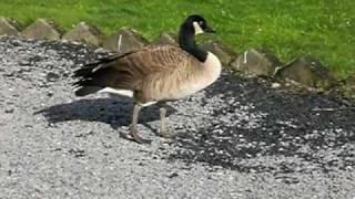 The canadian Goose is walking very weard.