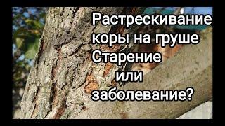 Почему трескается  кора на груше- старение коры или заболевание?/Why does the bark of a pear crack?