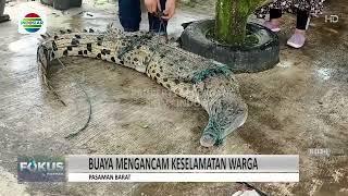 WARGA SUNGAI TALANG, PASAMAN BARAT, TANGKAP BUAYA DENGAN TANGAN KOSONG DAN HANYA MENGGUNAKAN TALI