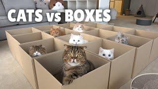 Cats vs Boxes | Kittisaurus