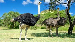 Ostrich: World's Fastest Land Bird! | Ostriches Fascinating Facts Revealed!