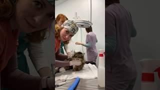 Готовим котика к лечению зуба #katanest #vet #ветеринария #pets #ветеринар #anesthesia #cat