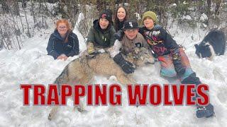 The Wolves Are Hungry! Teaching Kids Why Predator Control Is Necessary