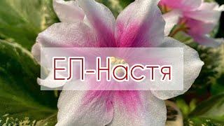 ЕЛ-НАСТЯ | НОВЫЕ СОРТА ФИАЛОК