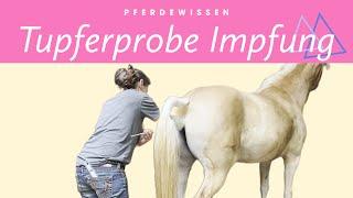 Tupferprobe und Impfung beim Pferd | FOLGE 103