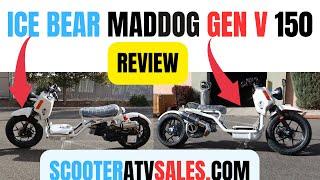FAT TIRE GAS POWERED STREET LEGAL SCOOTER | ICEBEAR MADDOG GEN V 150 REVIEW