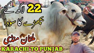 22 Lac k Bachray Ka Soda | Multan Mandi | Karachi to Punjab | Punjab Tour | Cow Mandi 2025