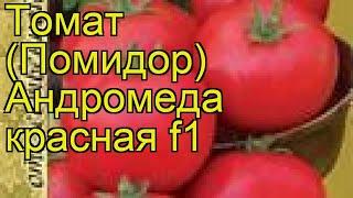 Томат обыкновенный Андромеда красная f1. Краткий обзор, описание характеристик, где купить семена