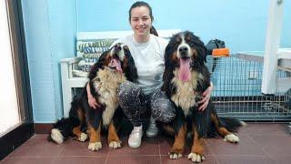 Grooming Two Bernese Mountain Dogs