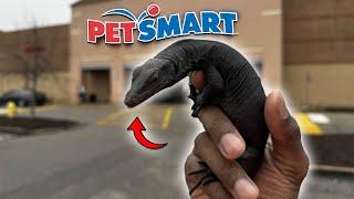 My Black Dragon Asian Water Monitor Goes To PETSMART