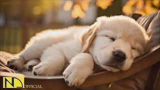 20 HOURS of Dog Calming MusicDog RelaxationAnti Separation Anxiety Relief Music⭐ NadanMusic