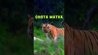 Chota Matka- The King of Tadoba #shorts #walkintothewild #tiger #trending #wildlife