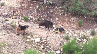 DOMUZ KÖPEĞE SALDIRDI // PIRG ATTACKED DOG  (Wild Boar hunting)