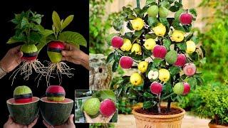 Diy Best: Growing Guava Tree and apple tree From With Amazing techniques | How to Growing Strange