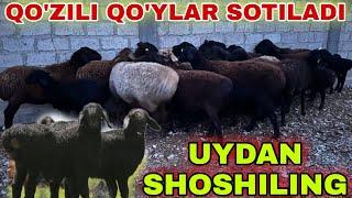 BUG'OZ VA QO'ZILI QO'YLAR SOTILADI SHOSHILING BUNAQASI KAM CHIQADI