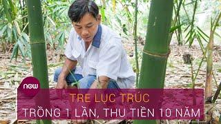 Tre lục trúc: Trồng 1, lời 10 | VTC Now