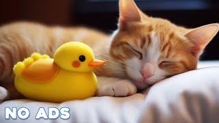 12 Hours Anti Anxiety Music For Cats  Stress Relief Music For Cats  Calming Music For Cats