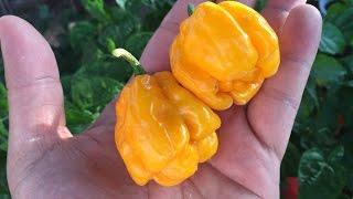 What's That Pepper  Ep02 - MOA Scotch Bonnet (Ministry of Agriculture)