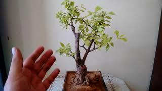 The key steps to grow a duranta Bonsai Tree (plant) - English