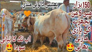 Bhains Colony Mandi Karachi Cattle Latest Rates Update 4 December 2024 | Cow Mandi 2025