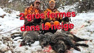 Chasse aux sangliers en Corse à Tox 130