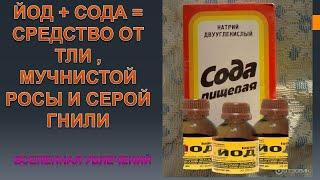 ЙОД +СОДА .. без ложки.ЙОД+  СОДА= СУПЕР СРЕДСТВО ОТ ТЛИ ..мучнистой росы и серой гнили.