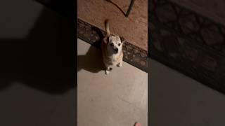 How to call FOX The Cutest Dog in the West pt2 #shortsfeed #cutedogfox2024#cutedog#doglover#viraldog