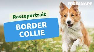 Rasseportrait: Border Collie