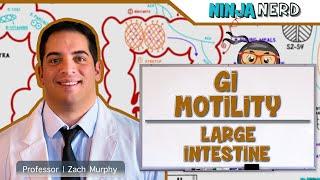 Gastrointestinal | GI Motility of the Large Intestine