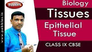 Epithelial Tissue : Tissues | Biology | Class 9 | CBSE