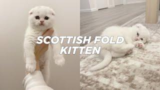 BRINGING HOME OUR NEW SCOTTISH FOLD KITTEN | Stella Vataman