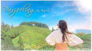 Darjeeling, Mirik Travel Vlog | North Bengal Travel Vlog, Part 2 | Sayani Paul ||