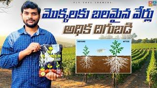 వీటిని ఉపయోగించడం ద్వారా మొక్కలలో బలమైన వేర్లు అధిక దిగుబడి వస్తుంది #Huminoz98 #Roots multiplier