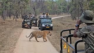 Tiger Road Crossing- Pench National Park - Turiya gate - April 2023