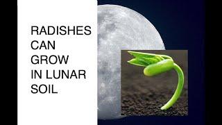 Science daily news 2020: radishes can grow in lunar soil