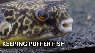 Best 5 Tips For Keeping Puffer Fish!