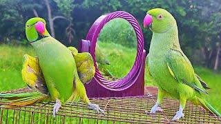 Funny Parrot Talking Video