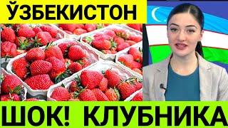 Тезкор! Қулупнай хақида шошилинч малумот Ўзбекистон кўрсин