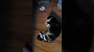 Happy Fluffy the Calico Cat #cat #catlover #catvideos