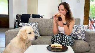 What does My Dog do when I Eat Sandwich - Ozzy Steals Food