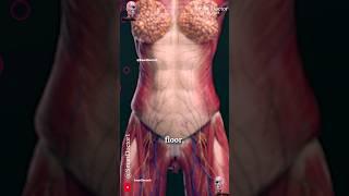 Female Body Anatomy | Surprisingly ️