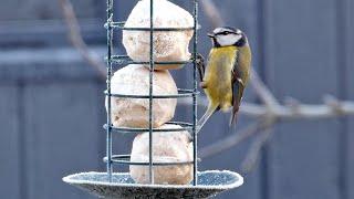 Garden Bird Watching on a Frosty Morning