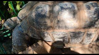 Giant Tortoise/Lazy Creature